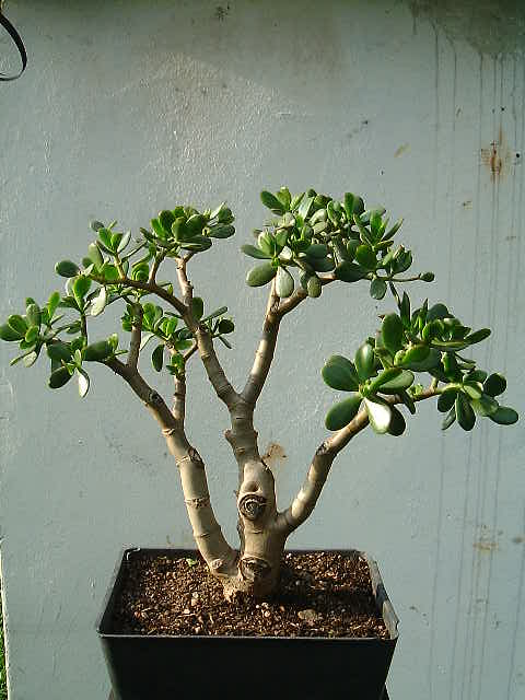 large leaf jade tree, crassula aboresence.