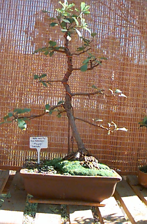 Natal Wild Fig, (ficus natalensis) This bonsai is only 4years old, see the air roots to the soil.