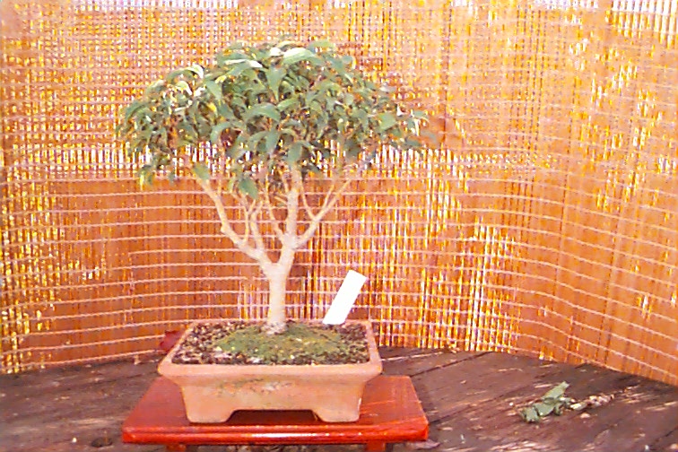 Ficus Microcarpus,, " NITIDA"  8 years old,  Broom Style.