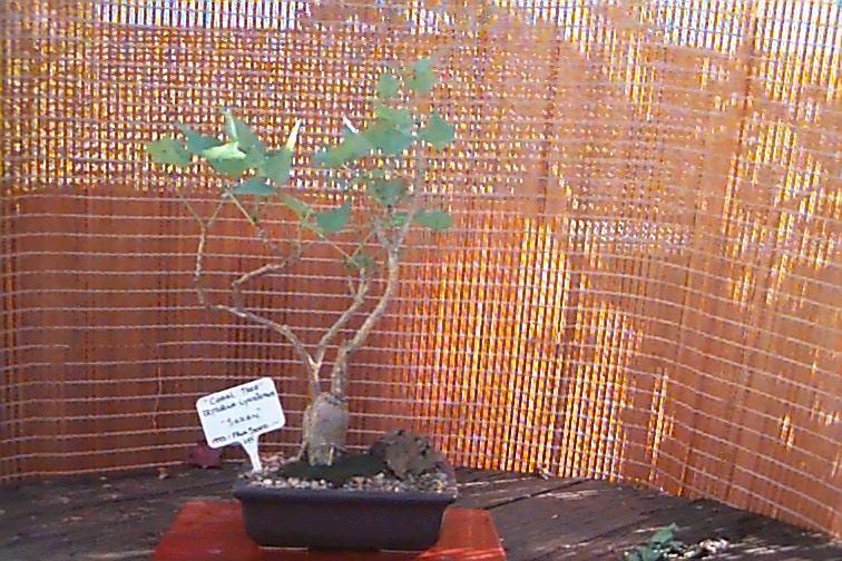 Coral Tree, Erythrina Lysistemon, My No 1 tree. Twin trunk style.