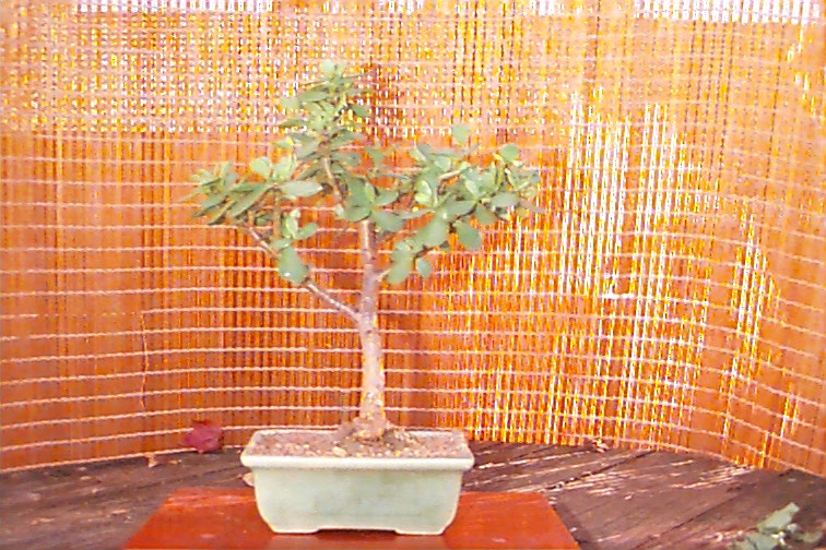 Jade Tree, Crassula Arborescens, 6 years old,